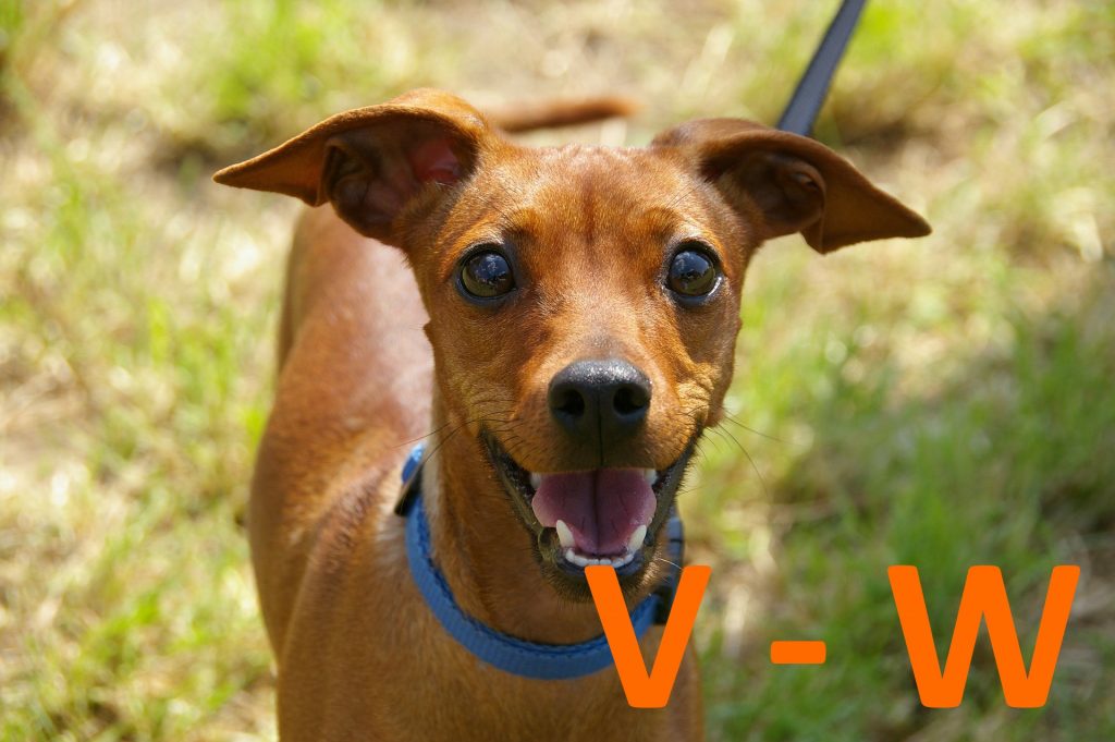 kutya nevek v - w betűvel