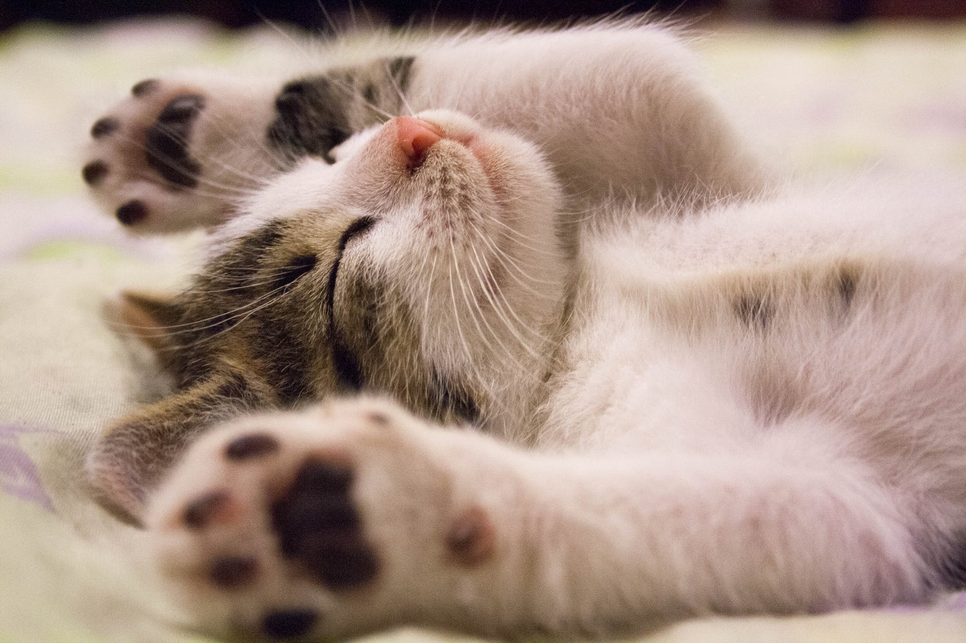 close up photo of cute sleeping cat