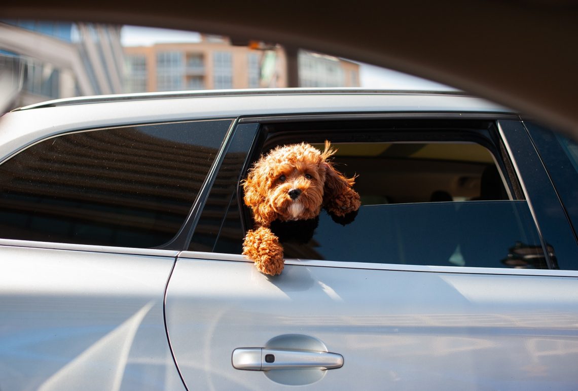 autó kutyával