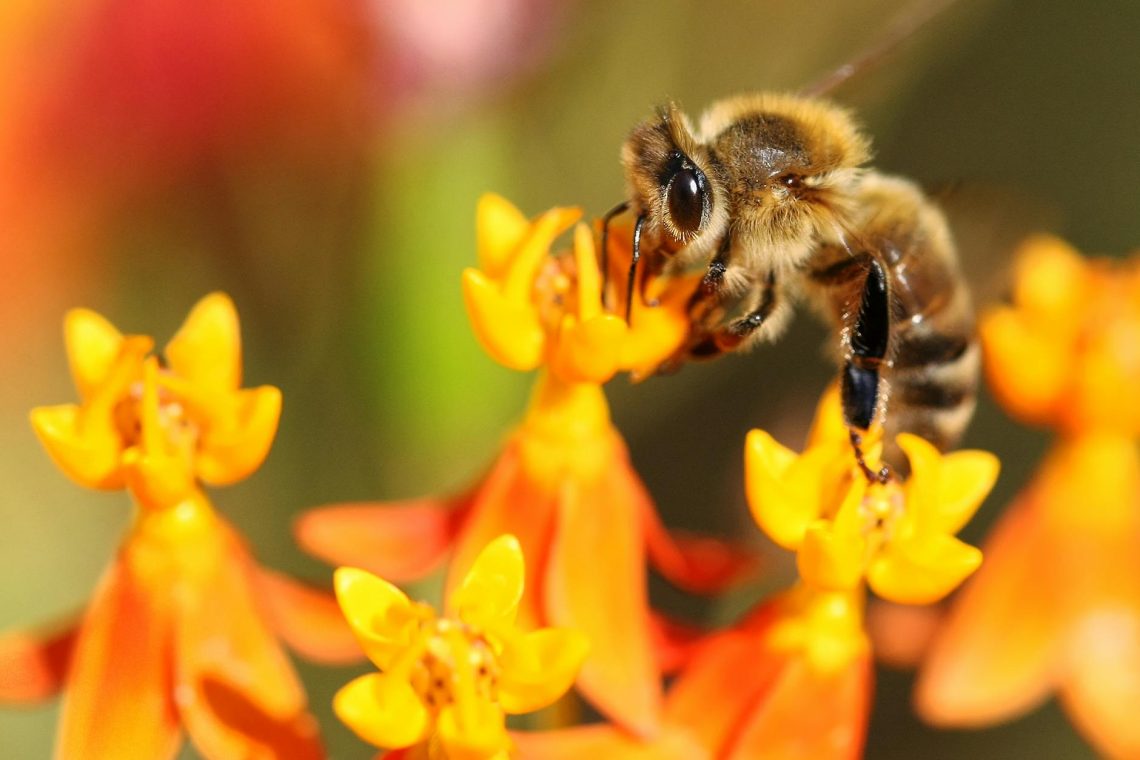 close up shot of bee