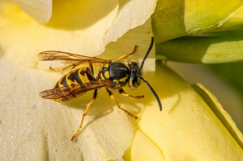 a wasp is sitting on a yellow flower