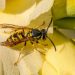 a wasp is sitting on a yellow flower